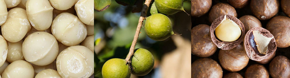 Macadamia Nuts Sorting Equipment