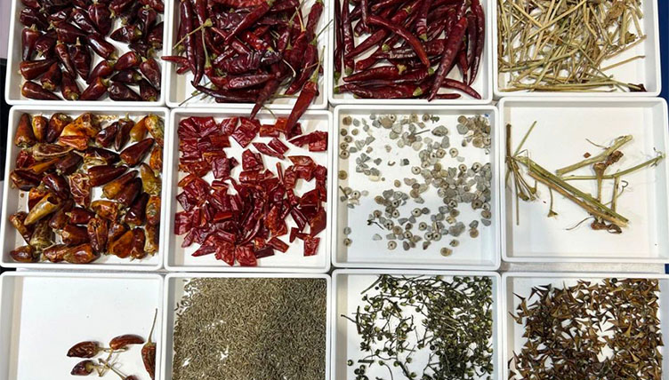 AMD chili color sorter
