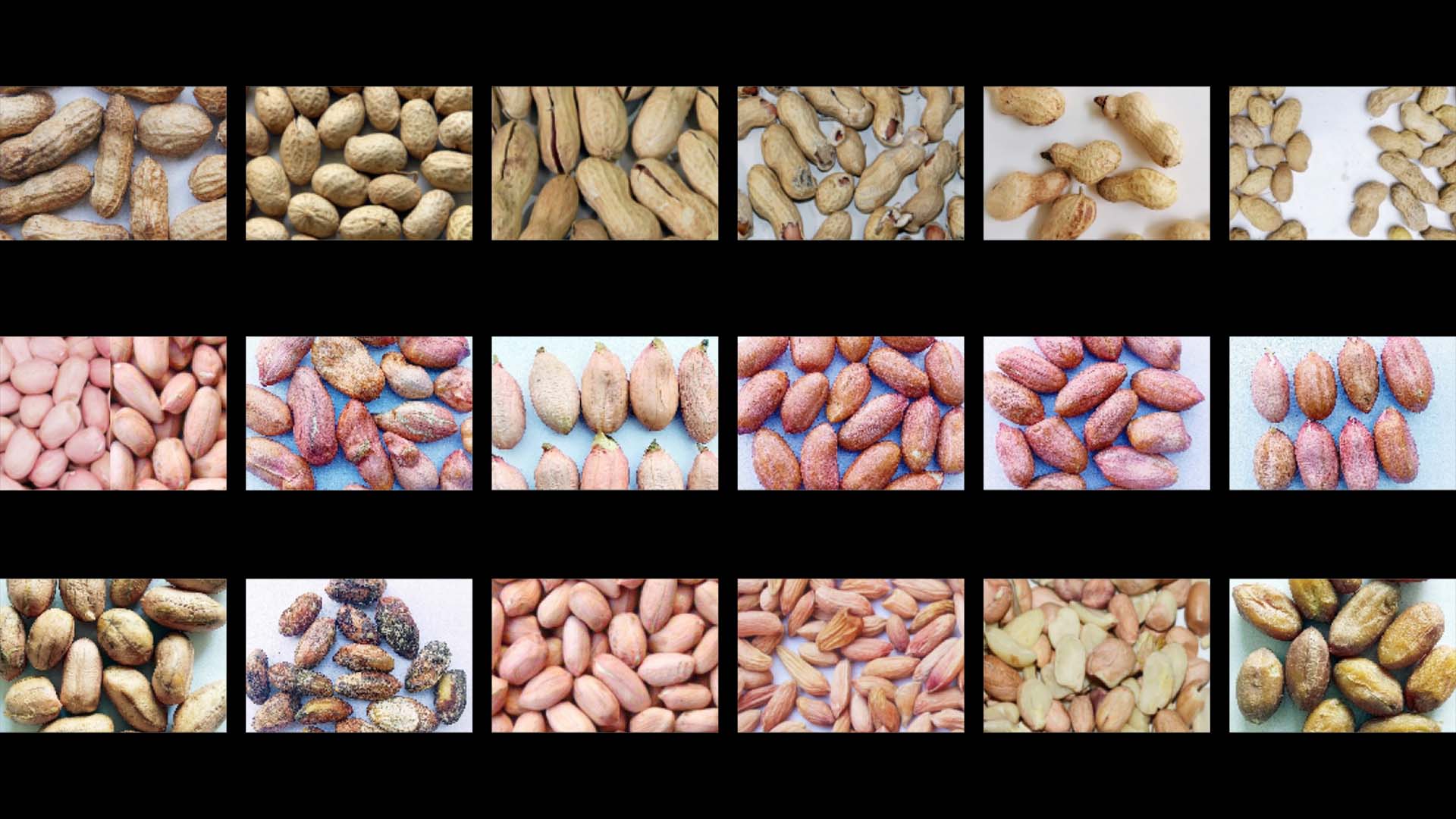AMD Peanut Color Sorter